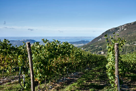 Weinprobe Spaniens Juwelen am 03.10.2025